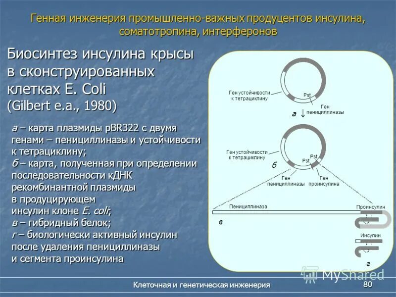 Получение соматотропина. Схема получения рекомбинантного инсулина. Продуцент генно-инженерного инсулина. Генная инженерия инсулин. Схема получения генно-инженерного инсулина.