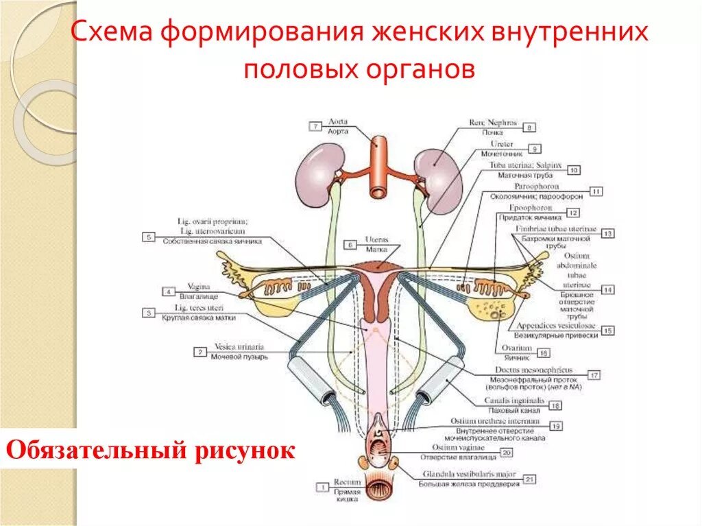 Половые органы строение функции. Строение женских половых органов вид сбоку. Внутреннее строение женской половой системы. Строение женских.половых органов внутренних. Схема органов женской половой системы.