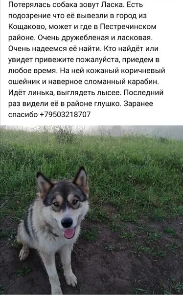 Мой друг наша собака которую зовут тайга
