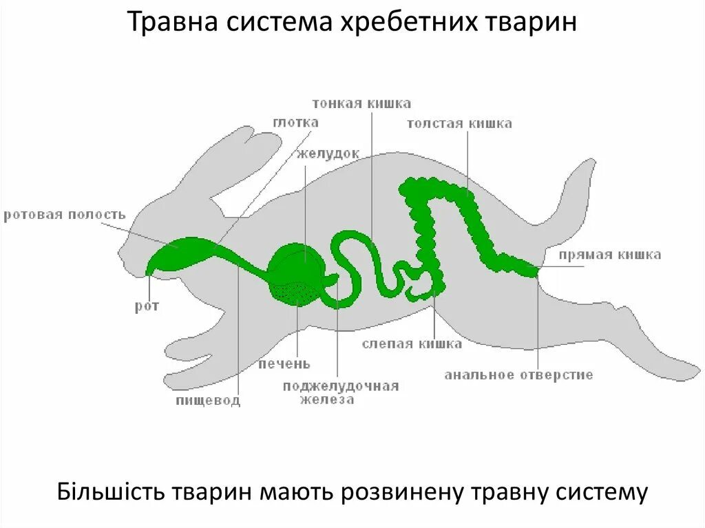 Пищеварительная система кролика схема. Пищеварительная система грызунов схема. Схема строения пищеварительной системы кролика. Пищеварительная система млекопитающих схема.