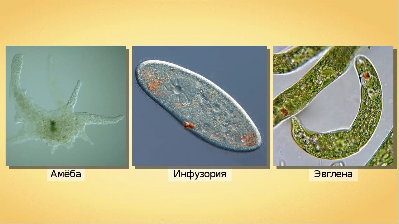 Инфузория туфелька эвглена. Строение амебы, эвглены, инфузории.. Амеба и инфузория. Одноклеточные бесполое инфузория туфелька.