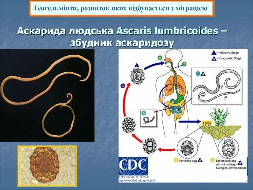 К какому типу животных относят аскариду. Ascaris lumbricoides и возбудитель. Аскарида человеческая (Ascaris lumbricoides) – возбудитель аскаридоза.