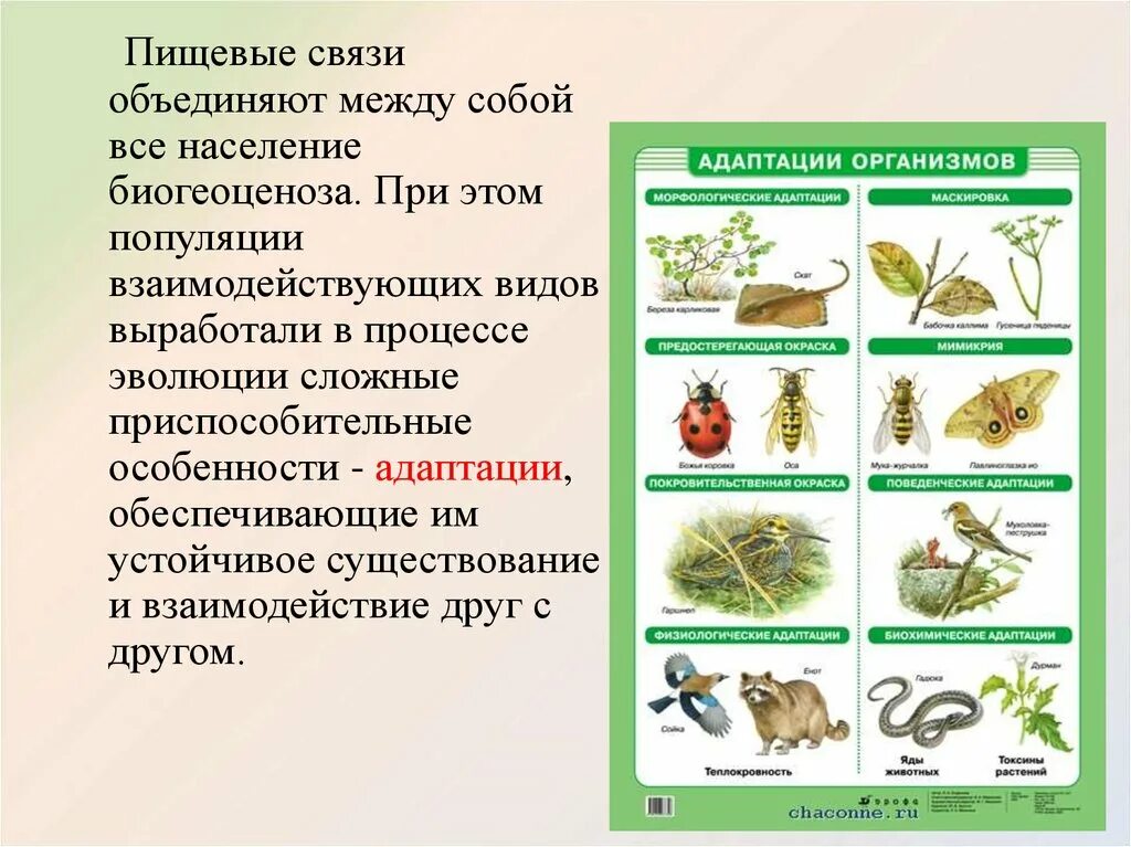 Разнообразие пищевых взаимоотношений между организмами. Связи в популяции. Виды пищевых связей. Пищевые связи в экосистеме. Типы питательных взаимосвязей.