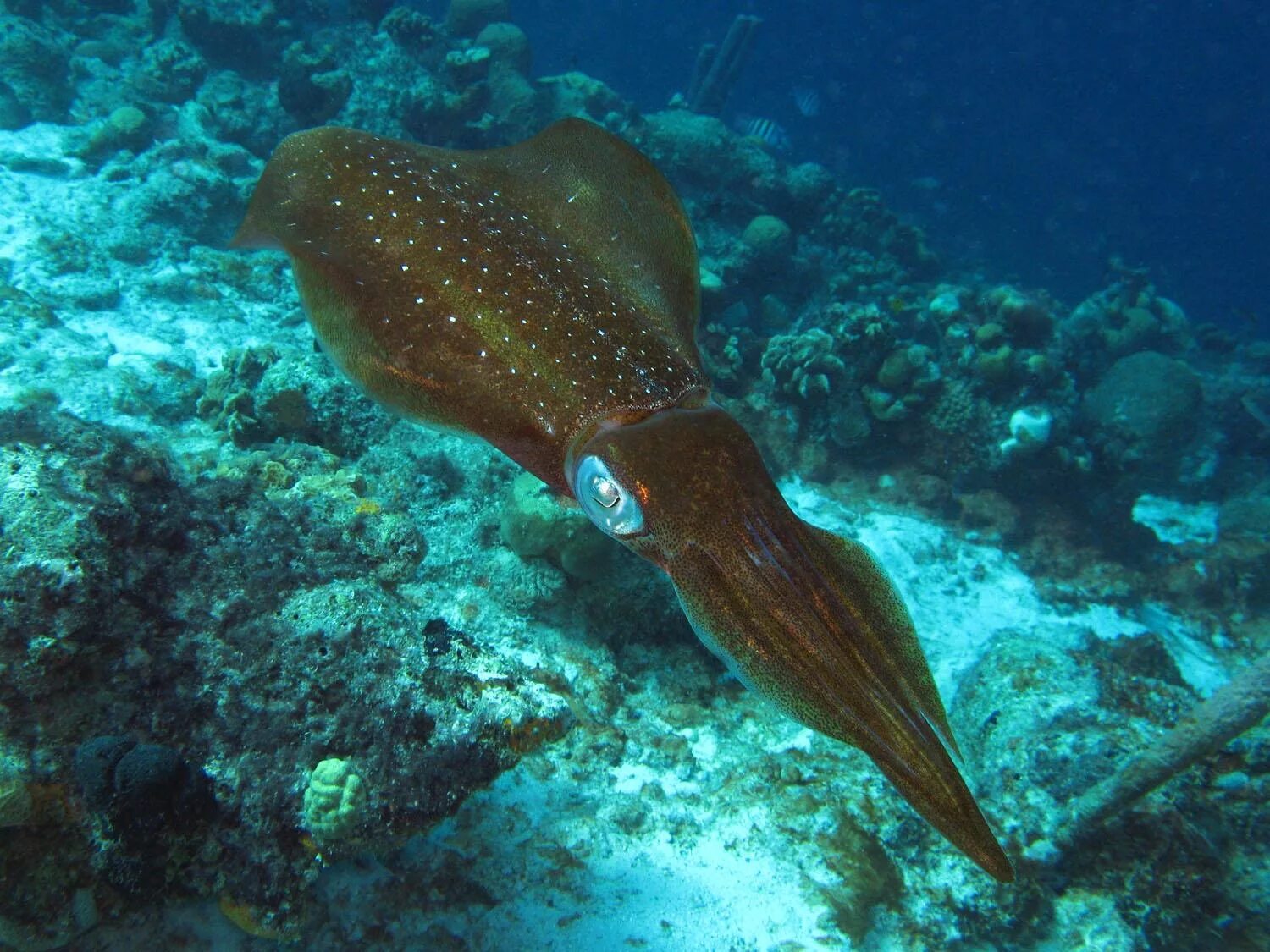 Головоногие моллюски кальмар. Кальмар каракатица. Каракатица Средиземного моря. Тихоокеанский гигантский двустворчатый моллюск. Каракатицу едят