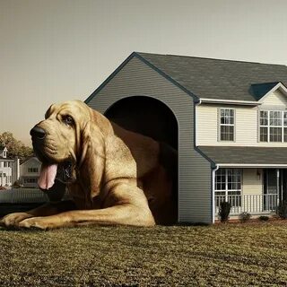 I ve decided a dog home