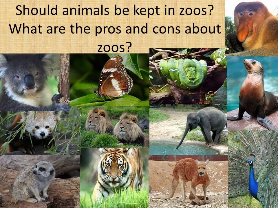 Animals should be protected. Pros and cons of keeping animals in zoos. zoos pros and cons. wild animals in the zoo. animals in zoos and in the wild.
