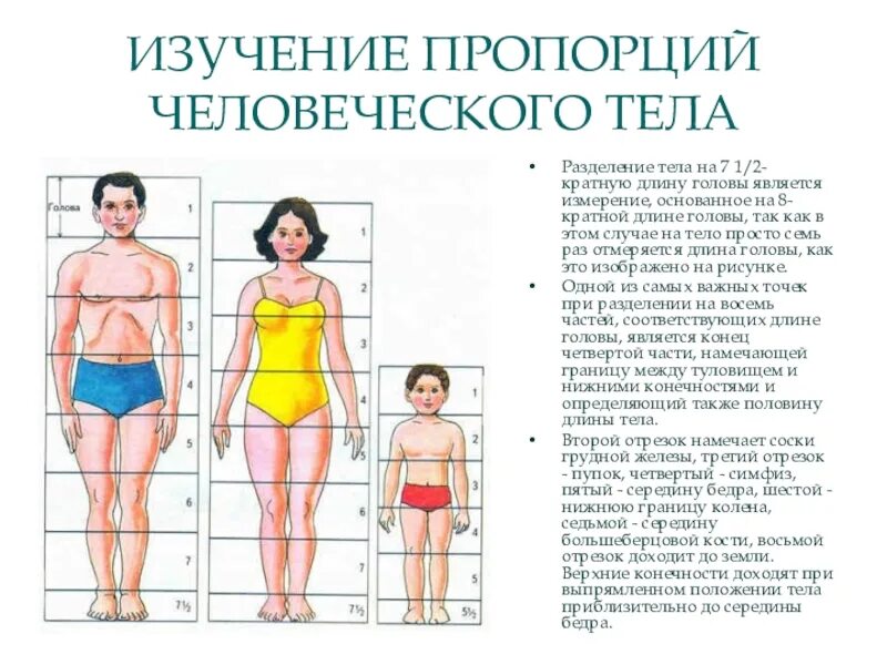 Пропорции тела человека. Пропорции человеческого тела. Пропорции женского тела в головах. Пропорции тела человека для детей. Тело насколько