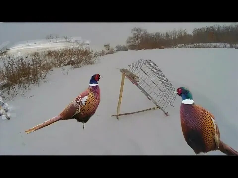 Чертежи ловушки фазана. ЛОВУШКА на фазана Фаэтон. ЛОВУШКА на фазана. Ловля фазана на петли. Ловля фазана на крючок