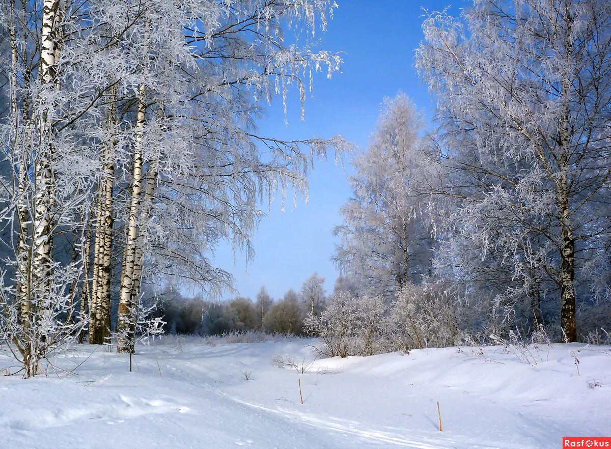 живописные зимние пейзажи. зимний пейзаж с березами. зимний пейзаж с березами. просека». зимний березовый лес.