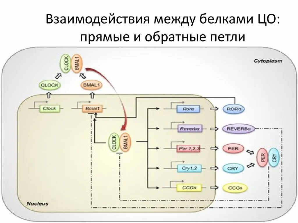 Белково белковые взаимодействия. Механизм белок белкового взаимодействия. Схема взаимодействия белков. Системы белок белковых взаимодействий. Белок белковое взаимодействие схема.