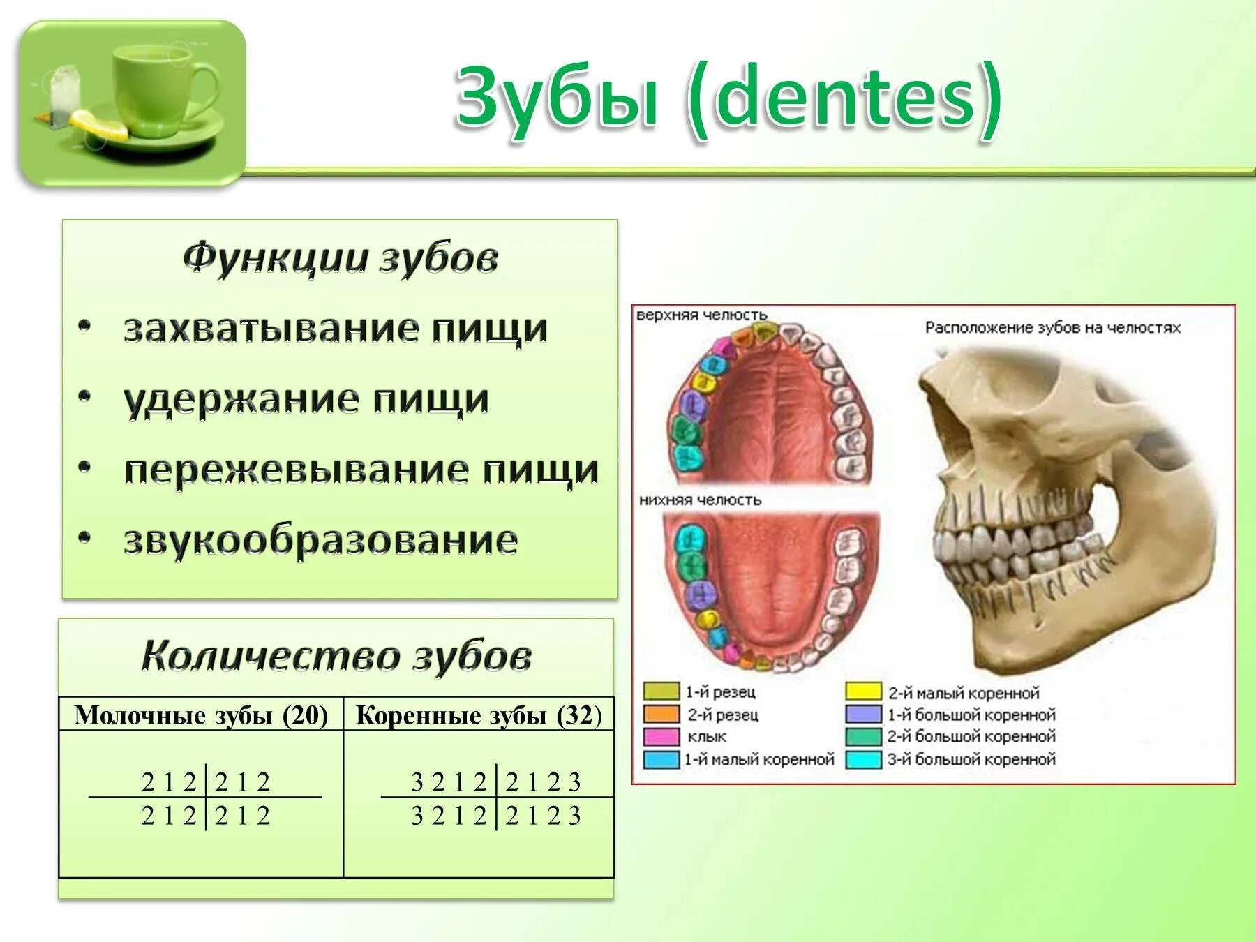 Проект полость рта. Биология 8 класс пищеварение в ротовой полости. Функции зубов в пищеварении. Строение зуба и функции биология. Зубы строение и функции.