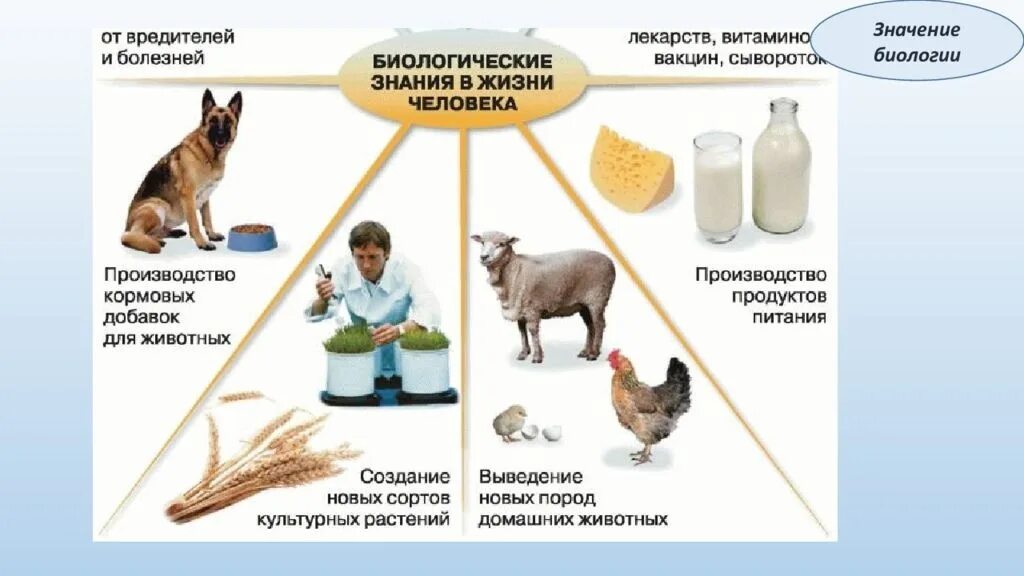 Биология 5 класс сообщества создаваемые человеком. Значение биологии. Значение знаний биологии. Роль биологии в жизни человека. Биологические знания в жизни человека.