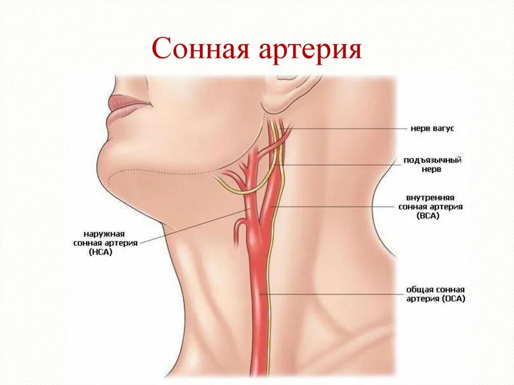 Где находится Сонная артерия у человека на шее. Бифуркация сонной артерии. Общая Сонная артерия располагается. Левая Сонная артерия кровоснабжает. Общая сонная артерия находится