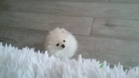 Пеленки собака шпиц