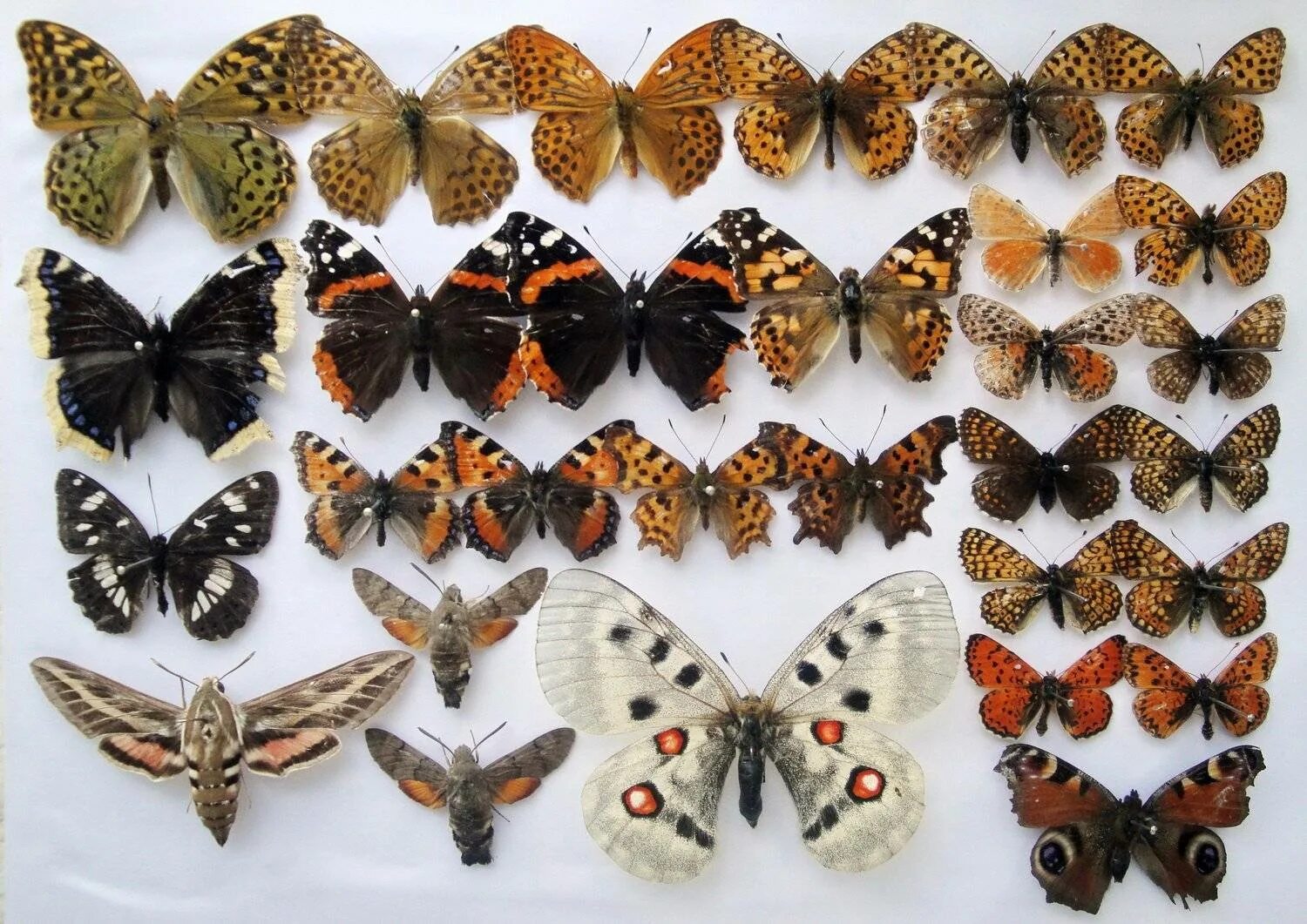 Разнообразие бабочек. Коллекция энтомологическая "семейство бабочек". Энтомологическая коллекция бабочек. Нимфалиды бабочки определитель. Коллекция бабочек Набокова.