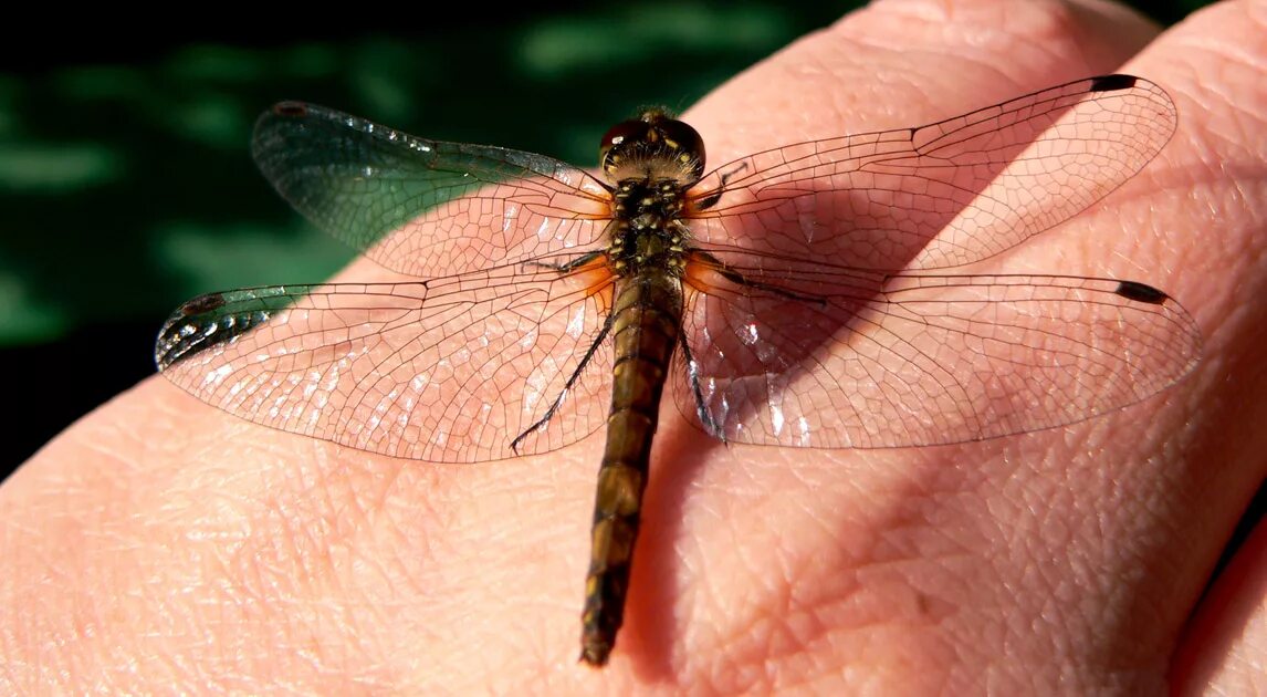 Стрекоза польза. Отряд одоната. Стрекоза окружающий мир. Польза от стрекозы. Чем полезны стрекозы.