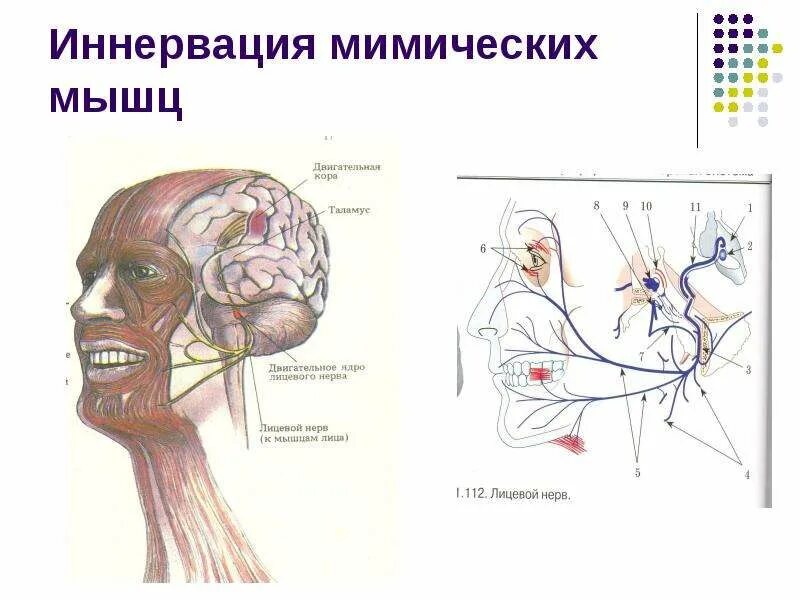 Иннервация коленного сустава анатомия. Череп и мимические мышцы. Иннервация лицевого нерва на лице. Иннервация мимической мускулатуры. Лицевой нерв анатомия.