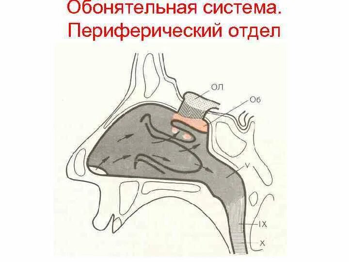 Обонятельная. Обонятельная сенсорная система: отделы, строение. Периферический отдел обонятельной сенсорной системы. Периферическая часть обонятельного анализатора.