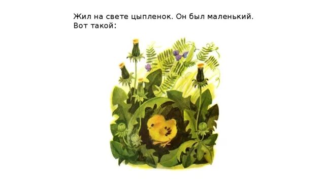 Песни у нас живет цыпленок. Жил на свете цыпленок. К Чуковский жил на свете цыплёнок. Жил на свете цыпленок он был маленький вот такой. Жил был цыпленок Чуковский.