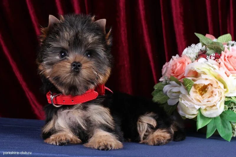 Как выглядит мини терьер. Собака русский той терьер. Тойтерьеры короткошерстная. Как выглядит мини терьер. Как выглядит мини терьер.