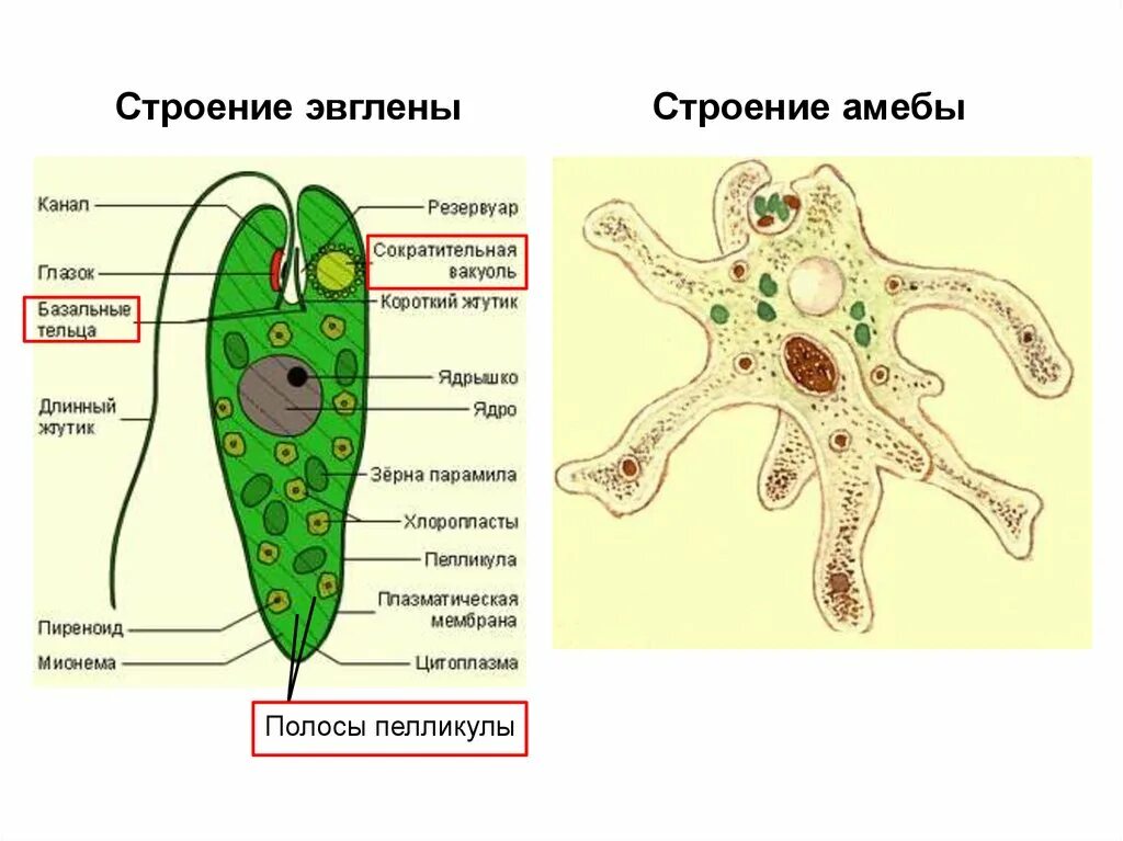 Сократительная вакуоль у амебы. Одноклеточные строение амебы. Пелликула эвглены. Одноклеточное животное эукариот. Строение одноклеточных эукариот.