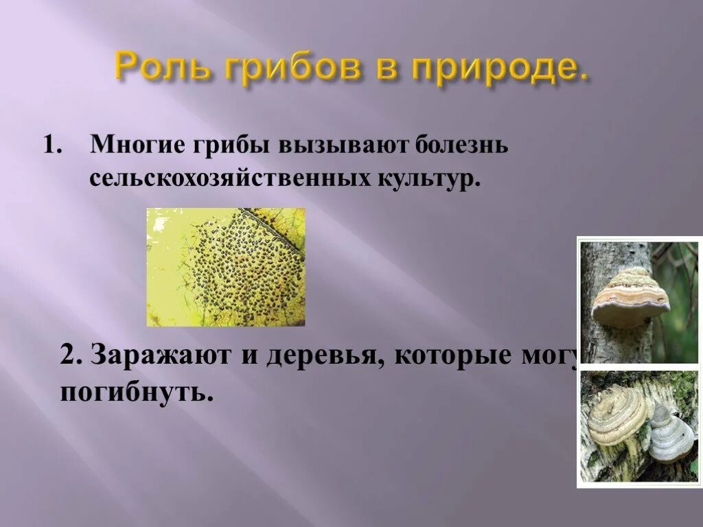 Роль грибов в жизни бактерий. Роль грибов в природе. Грибы роль в природе. Роль грибов в живой природе. Разнообразие грибов в природе.