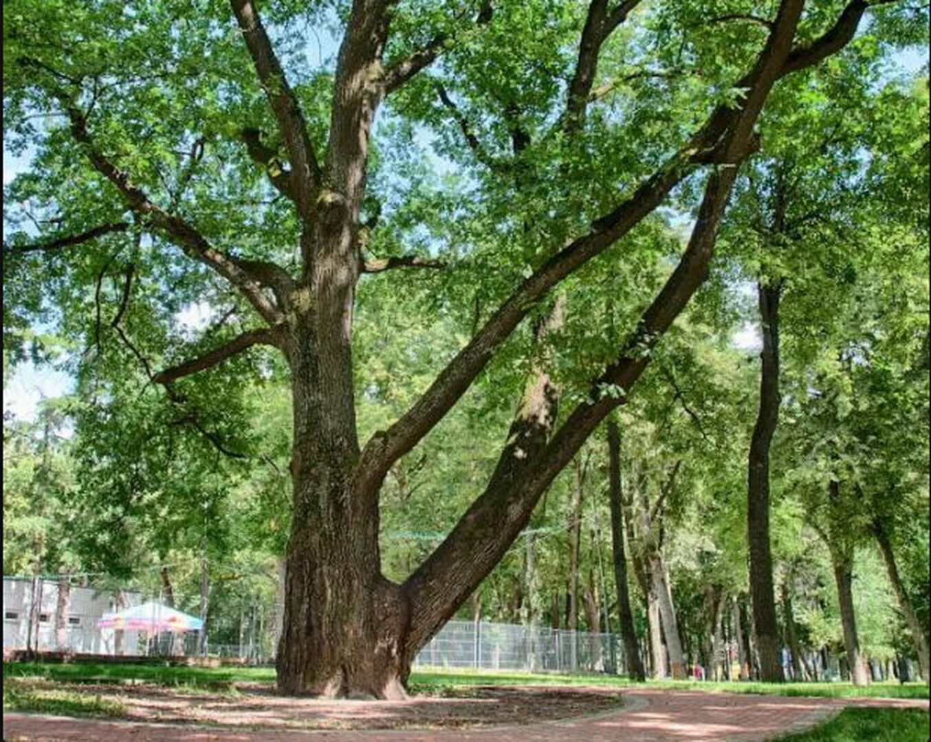 Какие деревья на южную сторону. Калуга дуб в парке. Черешчатый дуб городской парк Калуги. Городской парк Калуга дуб. Семивековой дуб Калуга парк.