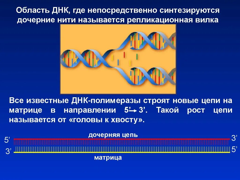 12 цепей днк. Цепи ДНК названия. Нити ДНК названия. Нить ДНК. Цепочки ДНК названия.