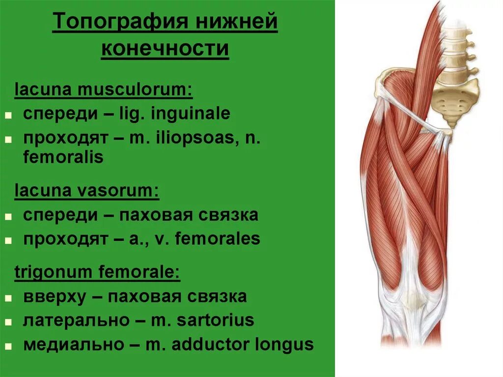 Груберов канал. Мышцы нижней конечности топографическая анатомия. Топография мышц человека нижней конечности. Основные топографические образования нижней конечности.