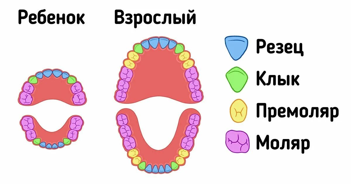 Резцы клыки малые и большие коренные зубы. Зубы человека резцы клыки схема. Зубы резцы клыки премоляры моляры. 4 Типа зубов человека.