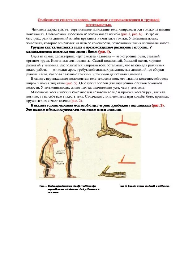 Особенности скелета человека. Особенности скелета человека связанные с трудовой деятельностью. Характеристика скелета человека. Приспособления скелета человека к прямохождению.