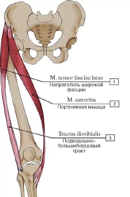 M tensor fasciae