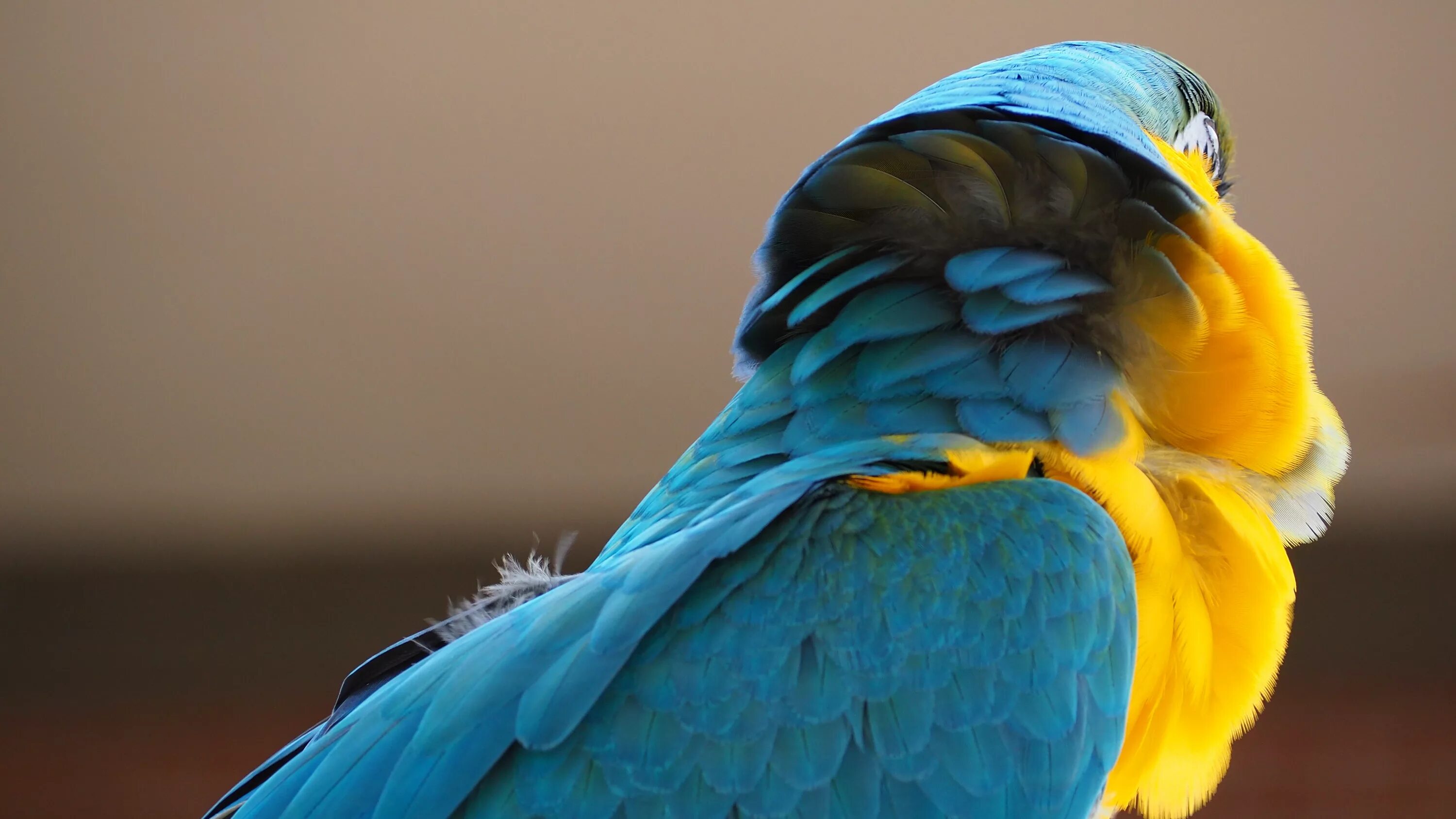 Сине желтый персонаж. Клюв попугая ара. Попугай ара желтый. Голубой попугай ара. Желто голубой попугай.