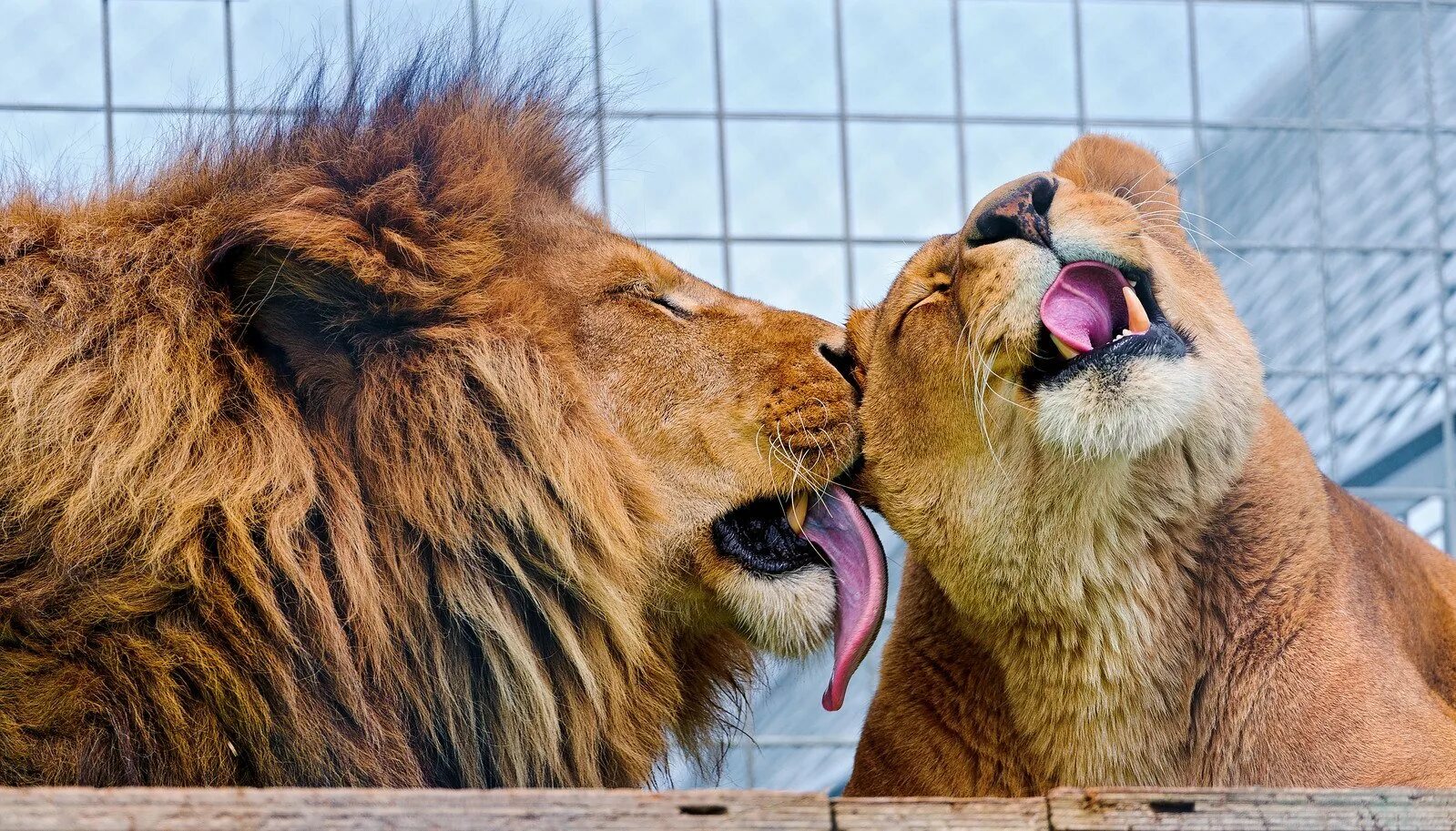 Львица. Два льва в отношениях. Лев и львица. Львы любовь. Животная любовь.