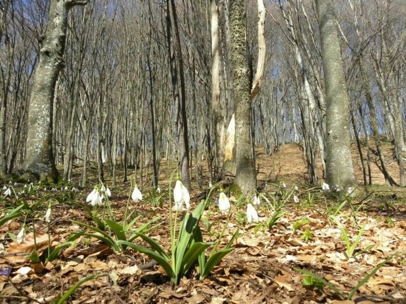 Как хорош и привлекателен весенний лес. Березовая роща апрель Подснежник. Лес весной.