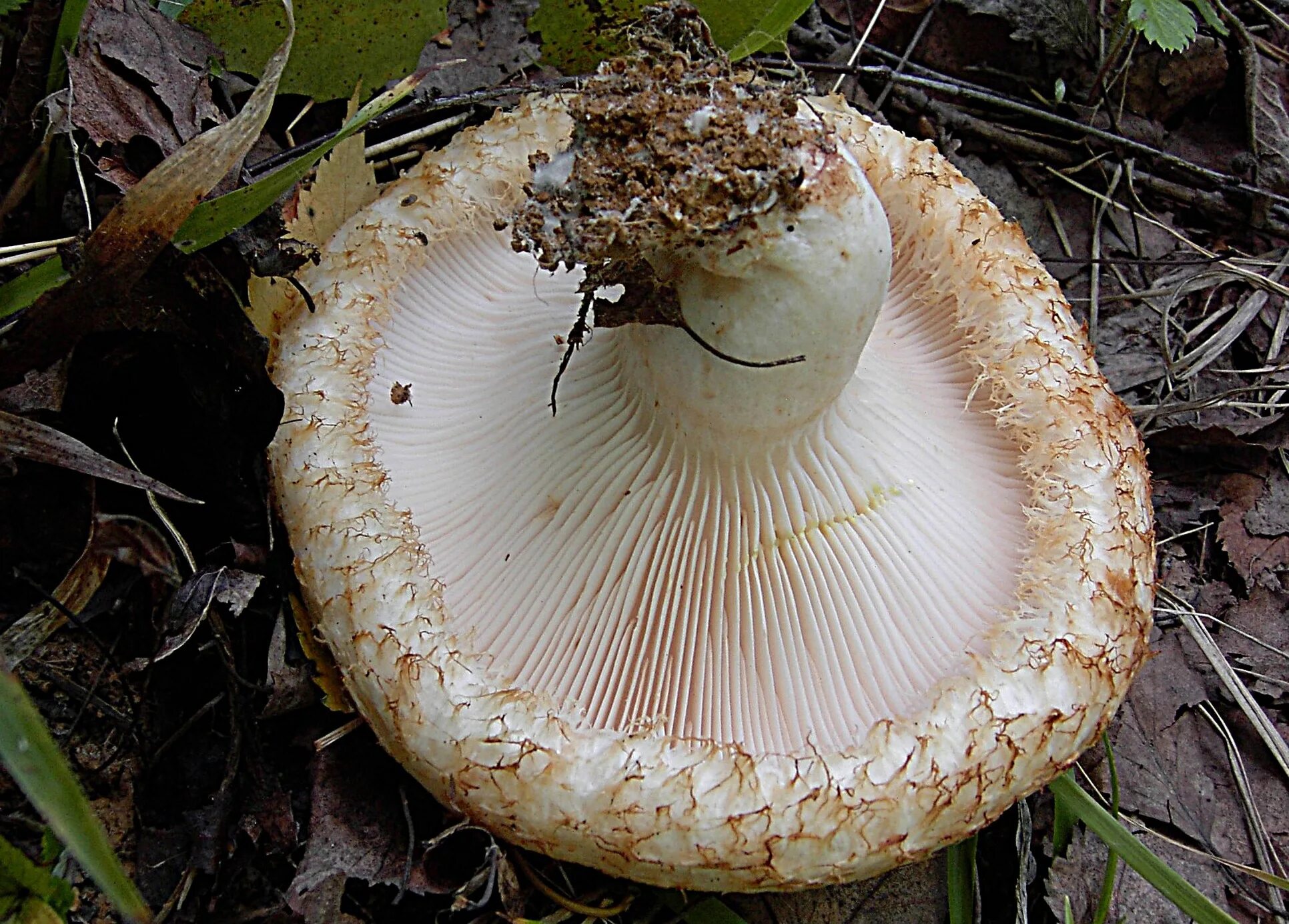 Грибы грузди большие. Груздь бахромистый Lactarius citriolens. Груздь перечный (Lactarius piperatus). Гриб белый груздь. Пластинчатые грибы грузди.