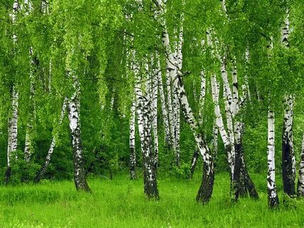 Ковер березовая роща 1