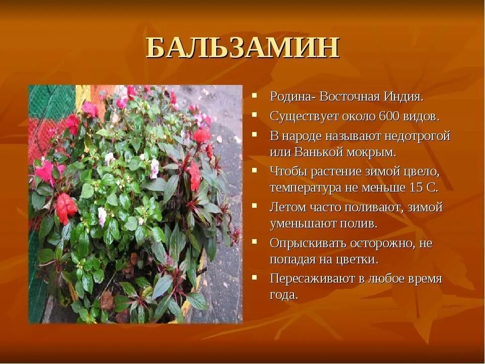 Какую температуру выдерживает бальзамин. Бальзамин и традесканция. бегония ванька мокрый. бальзамин комнатный.