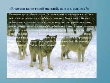 Почему волки не живут в южном полушарии