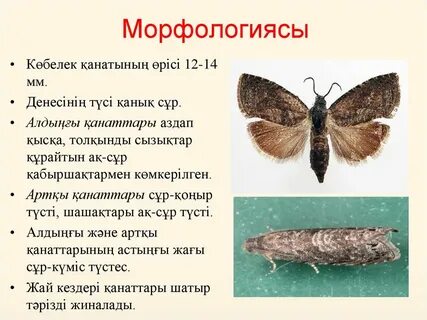 Порно зорлық-зомбылық шынайы