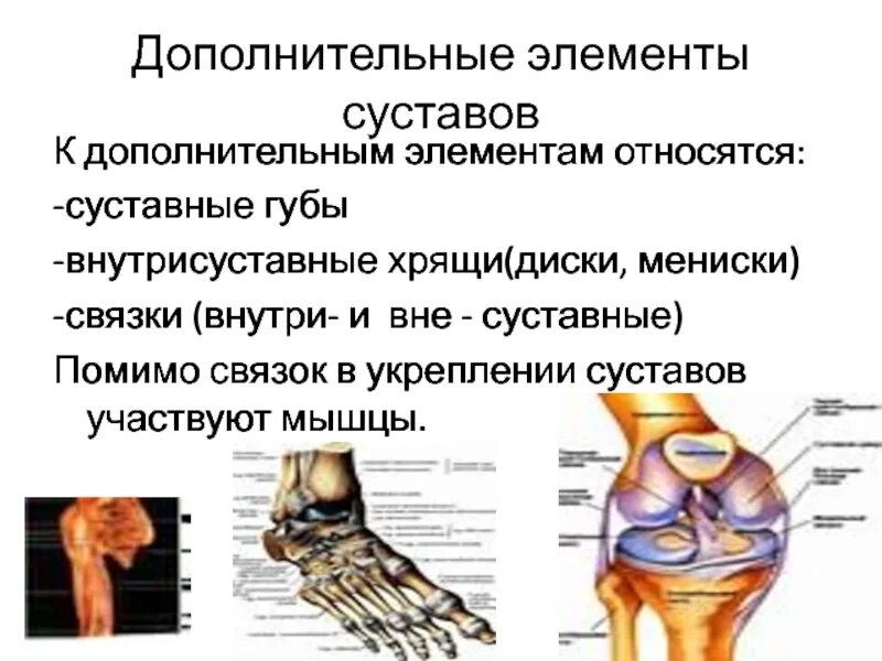 Обязательной составляющей сустава является. Вспомогательные элементы сустава. внутрисуставные связки. основные и вспомогательные элементы сустава. внутрисуставные хрящи.