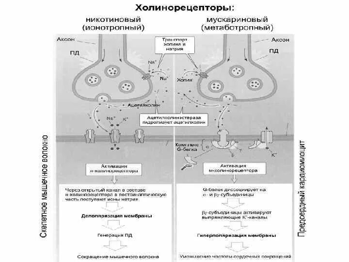 Эффекты холинорецепторов. Nn холинорецепторы расположены. М2 холинорецепторы механизм сопряжения. Классификация холинорецепторов. М холинорецепторы.