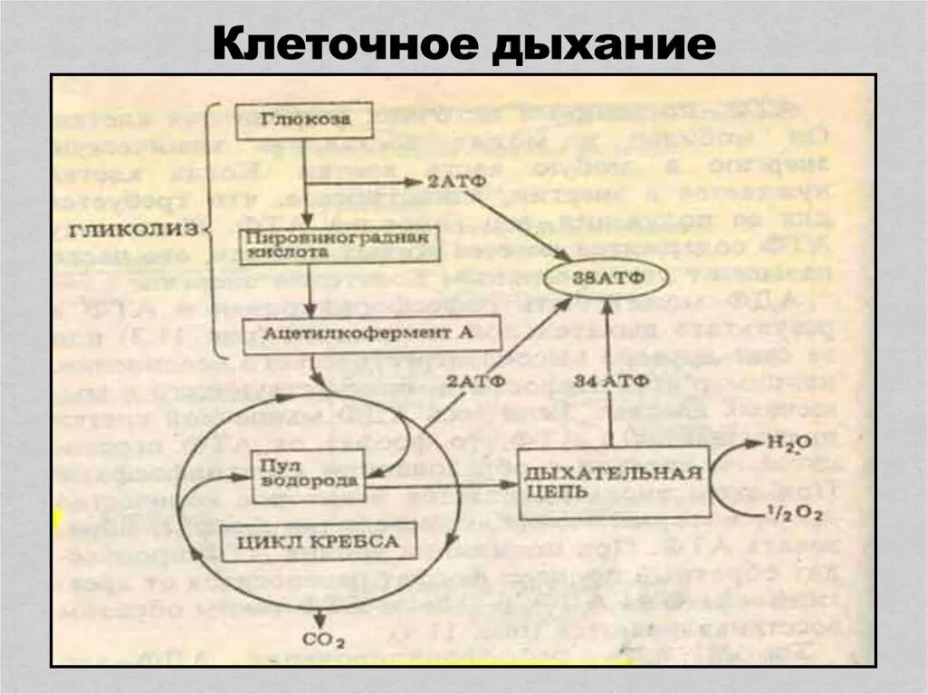 Последовательность этапов процесса дыхания. Процесс аэробного дыхания схема. АТФ клеточное дыхание схема. Аэробное дыхание этапы и схемы. Схема механизм процесса клеточного дыхания.