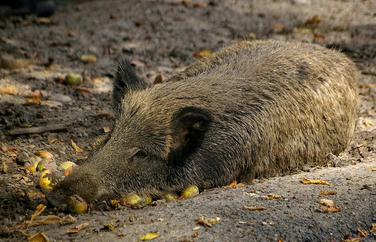 Очень дикого кабана. Кабан (sus scrofa). Европейский дикий кабан sus scrofa Ferus. Кабан (sus scrofa l.). Sus scrofa scrofa.