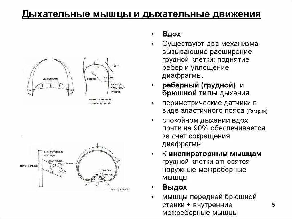 Движение диафрагмы при вдохе. Таблицамыщцы вдоха и выдоха. Дыхательные движения схема. Движение дыхательных мышц.