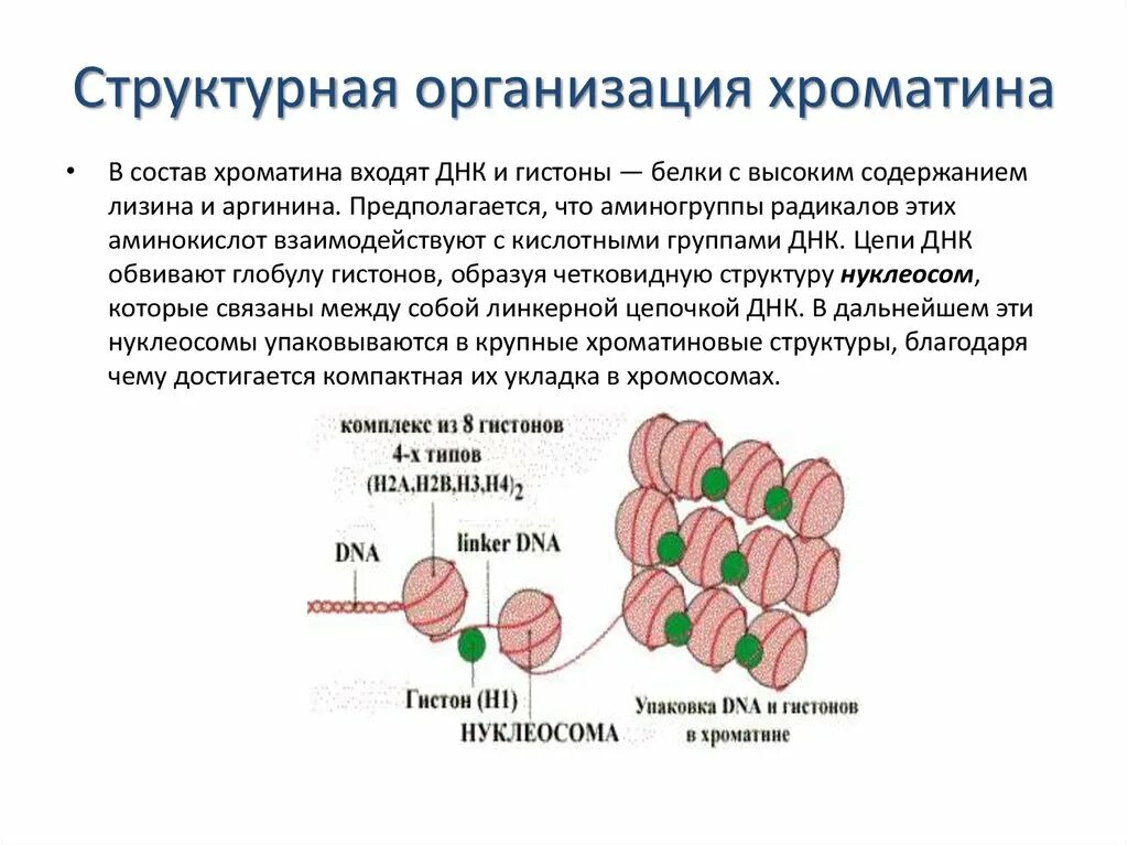 Связана с белками гистонами. Уровни компактизации хроматина. Структурная организация хромосом эукариот. Взаимосвязь структуры и функциональной активности хроматина. Химический состав и структурная организация хроматина.