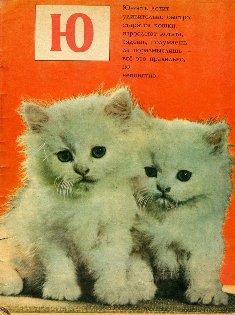 Азбука стих котята. Азбука стихотворение котята. Кошкина азбука 1976. Азбука стихотворение котята. Стих про кошку для детей.