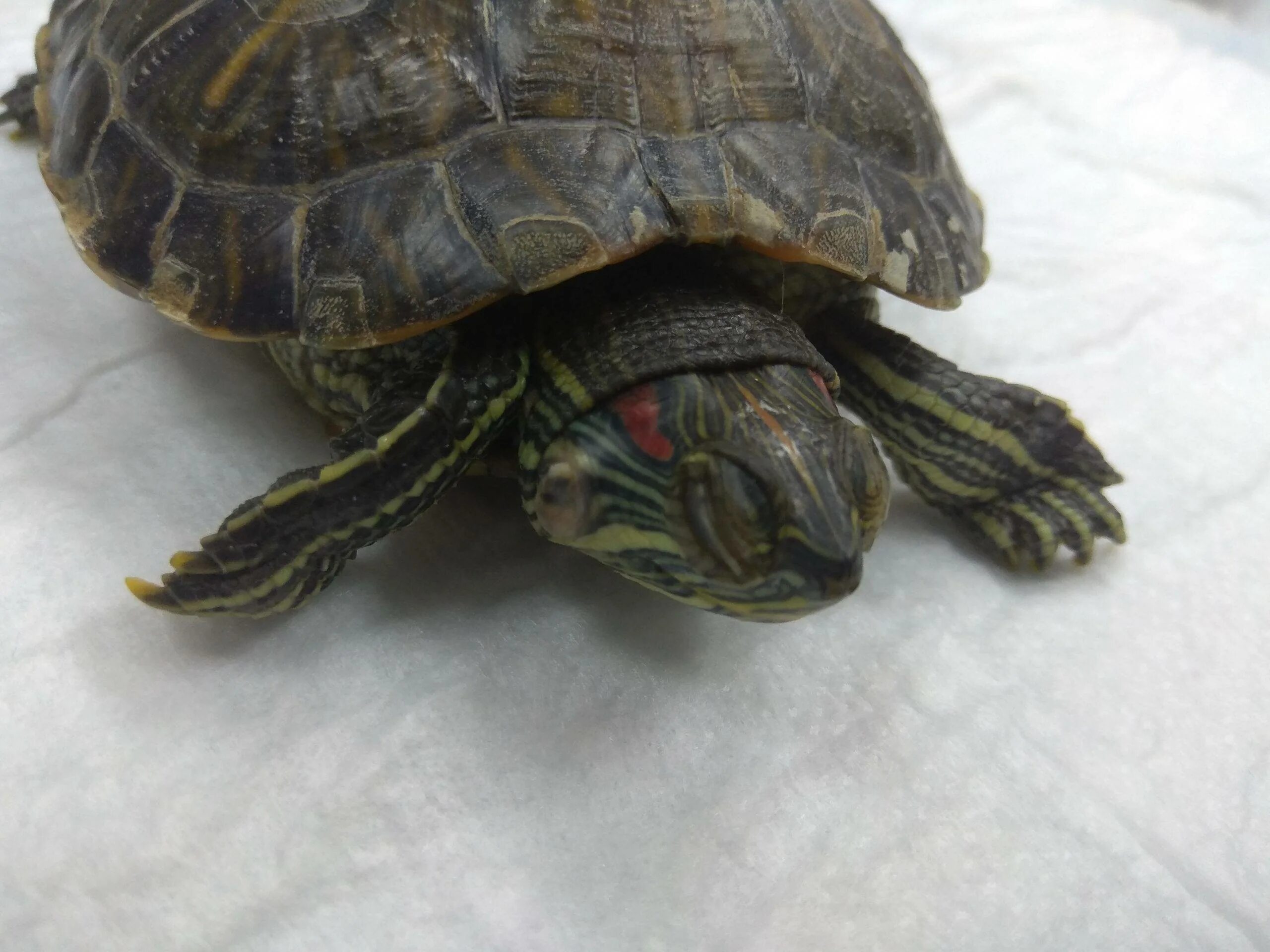 Конъюнктивит у черепахи красноухой. Панофтальмит у красноухой черепахи. Отит у красноухой черепахи. Рахит у красноухой черепахи. Как лечить красноухую черепаху.