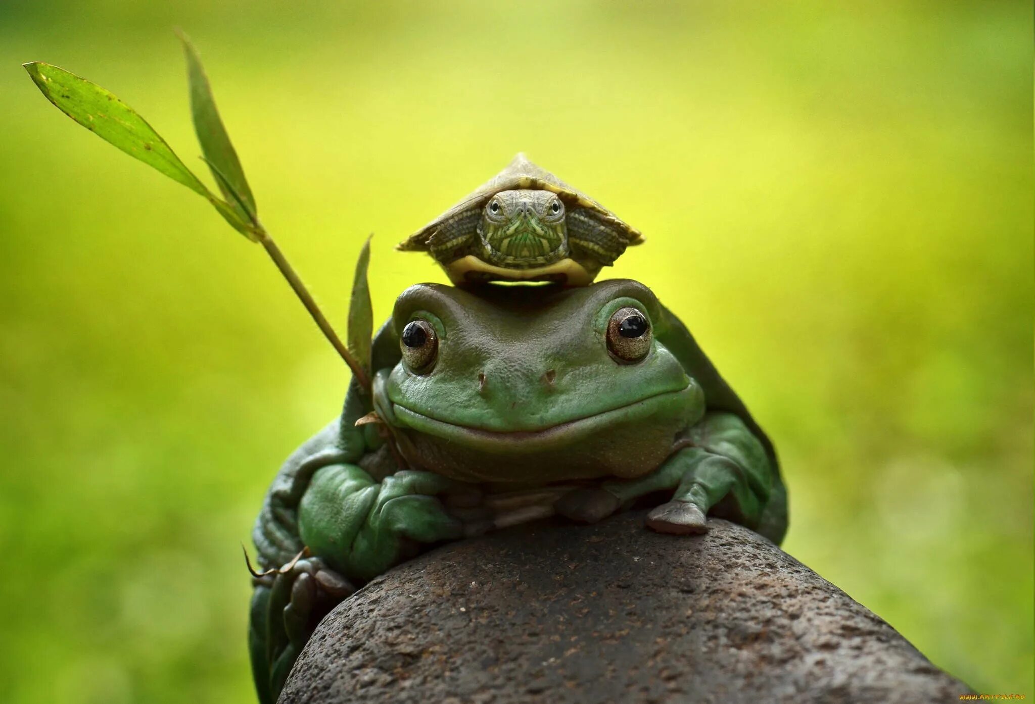 Смешные лягушки картинки. Лягушка-черепаха (Turtle Frog). Смешные лягушки. Веселая жаба. Лягушка фото.