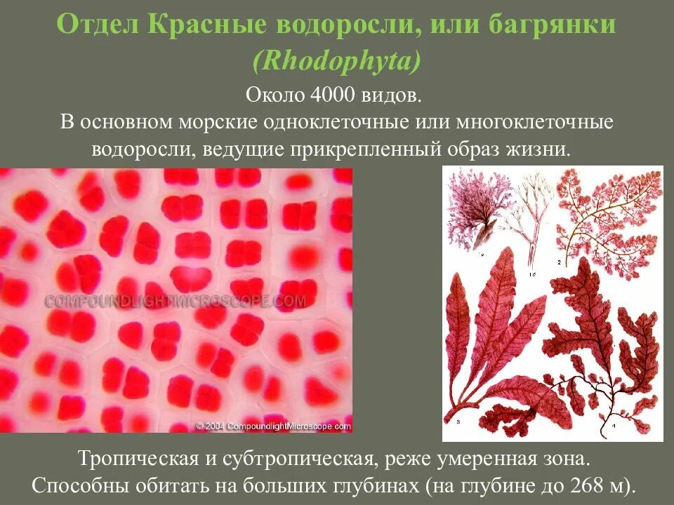 Одноклеточные красные водоросли